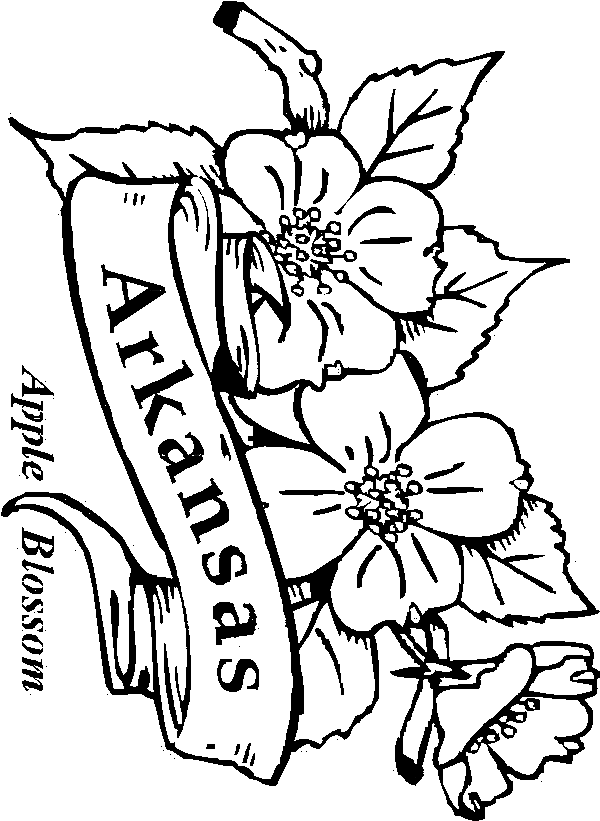 50 State Flowers Coloring Pages for Kids