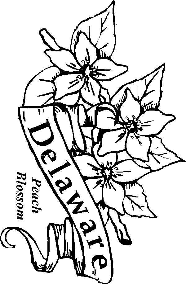 delaware state flower coloring pages - photo #2