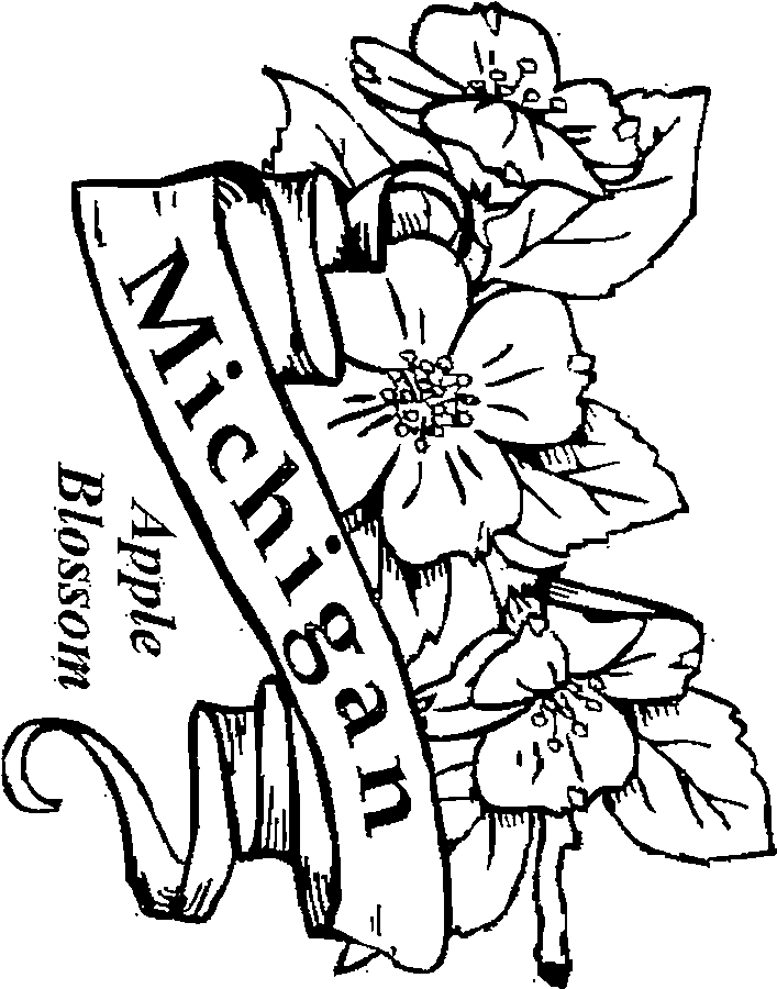 oklahoma state flower coloring pages - photo #33