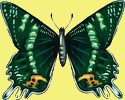 butterfly