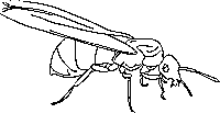 ants coloring page for kids