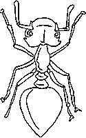 ants coloring page for kids
