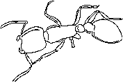 ants coloring page for kids