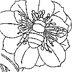 kids bee coloring page