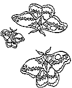 butterfly coloring printable for kids