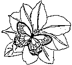 butterfly coloring printable for kids