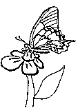 butterfly coloring printable for kids