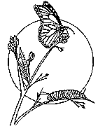 butterfly coloring printable for kids