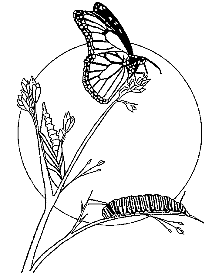 Butterfly Printables For Kids