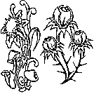 flower coloring printable