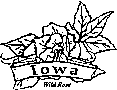 Iowa state flower coloring printable