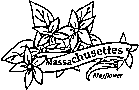 Massachusettes state flower coloring printable