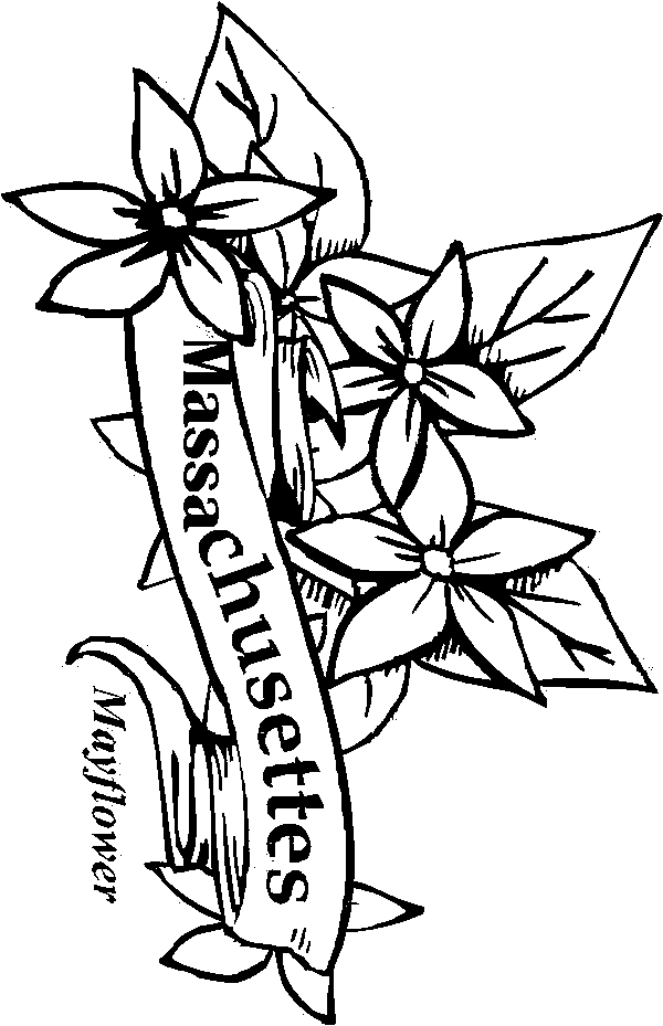 50 State Flowers Coloring Pages for Kids