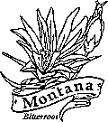 montana state flower coloring printable