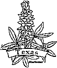 texas state flower coloring printable
